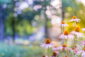 Wall Mural - beautiful closeup of seasonal flowers with blurry background. colorful sunset forest and bright deli