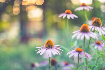 Wall Mural - beautiful closeup of seasonal flowers with blurry background. colorful sunset forest and bright deli