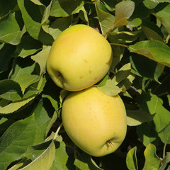 Sticker - Pommes Golden sur l'arbre