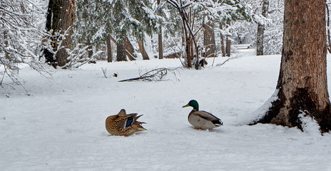 two ducks in the snow