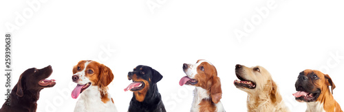 Pensive different dogs looking up Wallpaper Mural