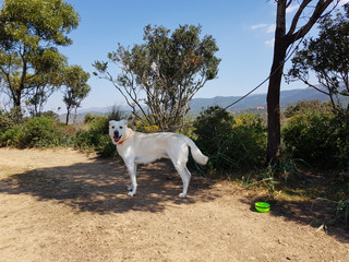 Poster - Cane bianco