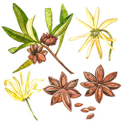 Star anise plants isolated on white background. Watercolor botanical illustration of culinary and healing plant star anise.