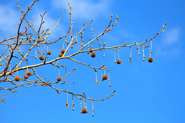 exotic spring tree