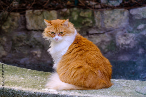 Chat Roux Avec Des Taches Blanches Assis Dans La Rue De Provence Stock Photo Adobe Stock