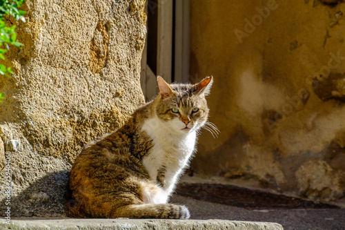 Adorable Chat Tigre Avec Des Taches Blanches Dans La Rue Stock Photo Adobe Stock