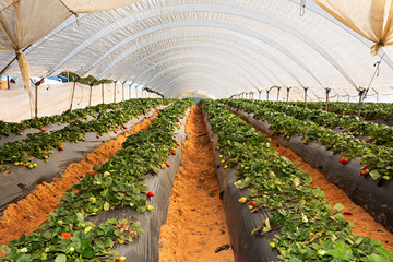 Poster - Campo de fresas con cosecha.