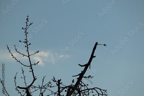 Obstbaumschnitt Im Frühling Kaufen Sie Dieses Foto Und -