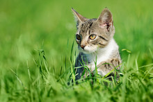 Tabby Cat On Green Grass