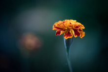 Single Red And Yellow Mexican Marigold (Tagetes Erecta) Against A Dark Blurred Background