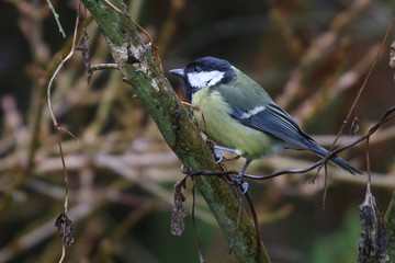 Wall Mural - Great Tit