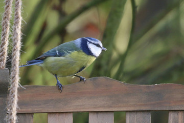 Wall Mural - Blue Tit