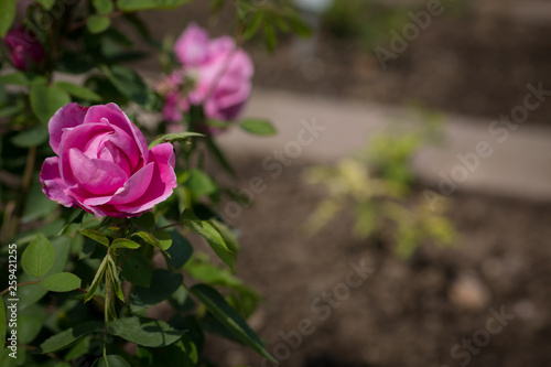 Rosen Im Garten Kaufen Sie Dieses Foto Und Finden Sie Ahnliche