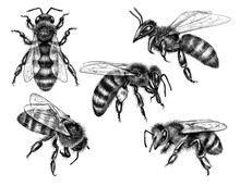 Hand Drawn Flying And Sitting Bees