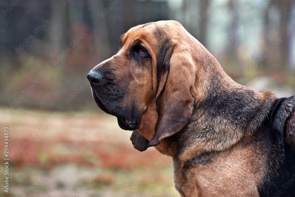 Dog breed bloodhound portrait in autumn park - obrazy, fototapety, plakaty 