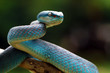 Blue viper snake ready to attack, blue insularis