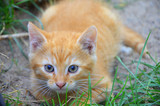 Fototapeta Łazienka - redhaired cat