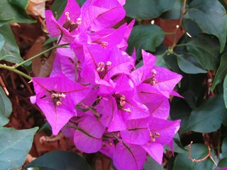 FLORES VIOLETAS GRANDES, morada, flor, naturaleza, huerta, verde, florecer, hojas, verano, flora, beldad, hermoso, primavera, floral, color, tropical, macro, blanco, arbusto