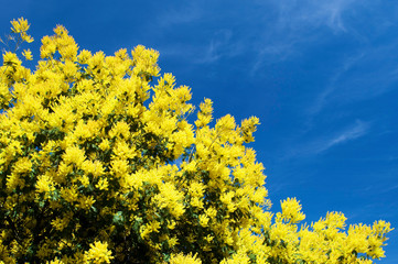 yellow mimosa in bloom with blue sky