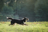 Fototapeta Psy - the dog is playing with the disc in nature. Active and funny black border collie, pet plays