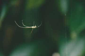 Floating Spider