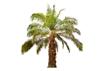 Wall Mural - Palm oil tree isolated on white background