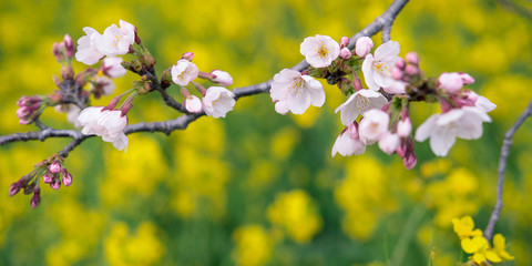 Wall Mural - Cherry blossoms & canola flowers background　桜と菜の花 背景