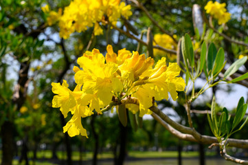 Wall Mural - Beautiful Tabebuia aurea tree in Thailand