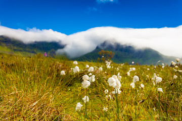 Wall Mural - Flowers and mountains, Gimsoya island Lofoten Norway