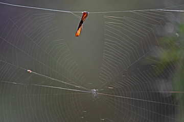 spider web