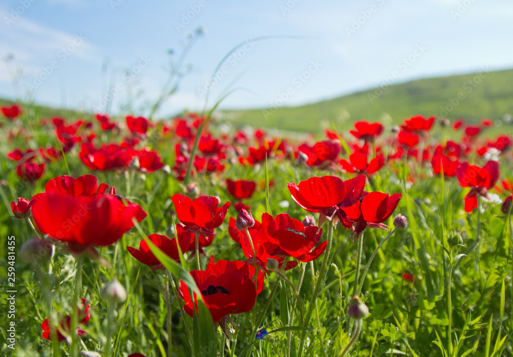Flowers red poppies blossom on wild spring field. Beautiful field of fresh red poppies reach out towards the sun in sunny day with brightly green grass. - obrazy, fototapety, plakaty 
