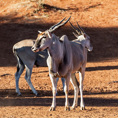 Poster - Eland Bulls