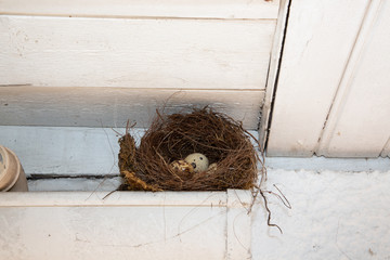 Wall Mural - eggs in a bird nest in the gutter