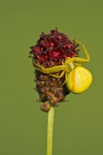 Crab Spider (Misumena Vatia) Butterfly, On Flower, Burgenland, Austria, Europe