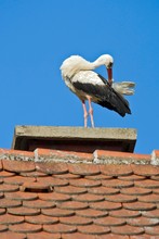 White Stork (Ciconia Ciconia) Standing On Roof, Preening Feathers, Burgenland, Austria, Europe