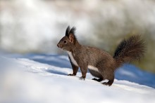 Eurasian Red Squirrel (Sciurus Vulgaris), In The Snow, Austria, Europe