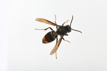 asian hornet on a white background