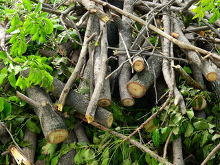 pile of tree cut