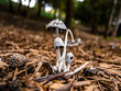 The tiny mushrooms