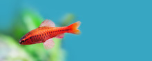 Underwater Aquarium Still Life Scene. Red Color Tropical Fish Barb Puntius Titteya Swim On Soft Blue Green Background. Shallow Depth Of Field. Copy Space