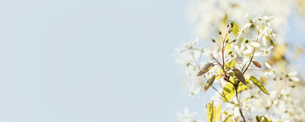 Wall Mural - Springtime invitation on blue background. Beautiful blossom tree branch, sunny day garden landscape. White petals tree, copy space. Shallow depth of field.