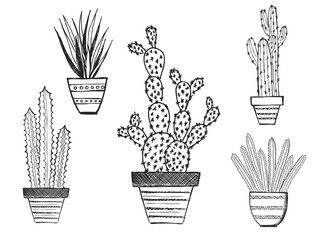 Wall Mural - Cactus isolated on white background.