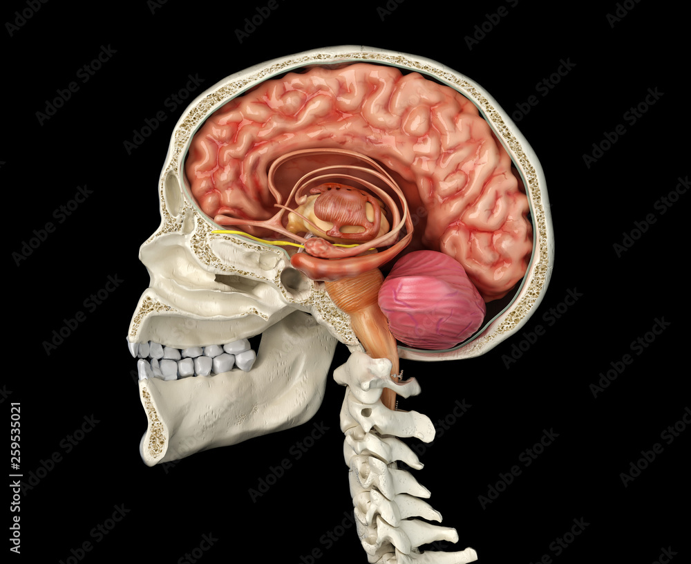 Human skull cross section with brain. Stock Illustration | Adobe Stock