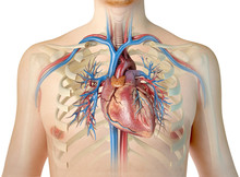 Human Heart With Vessels And Bronchial Tree. Front View.