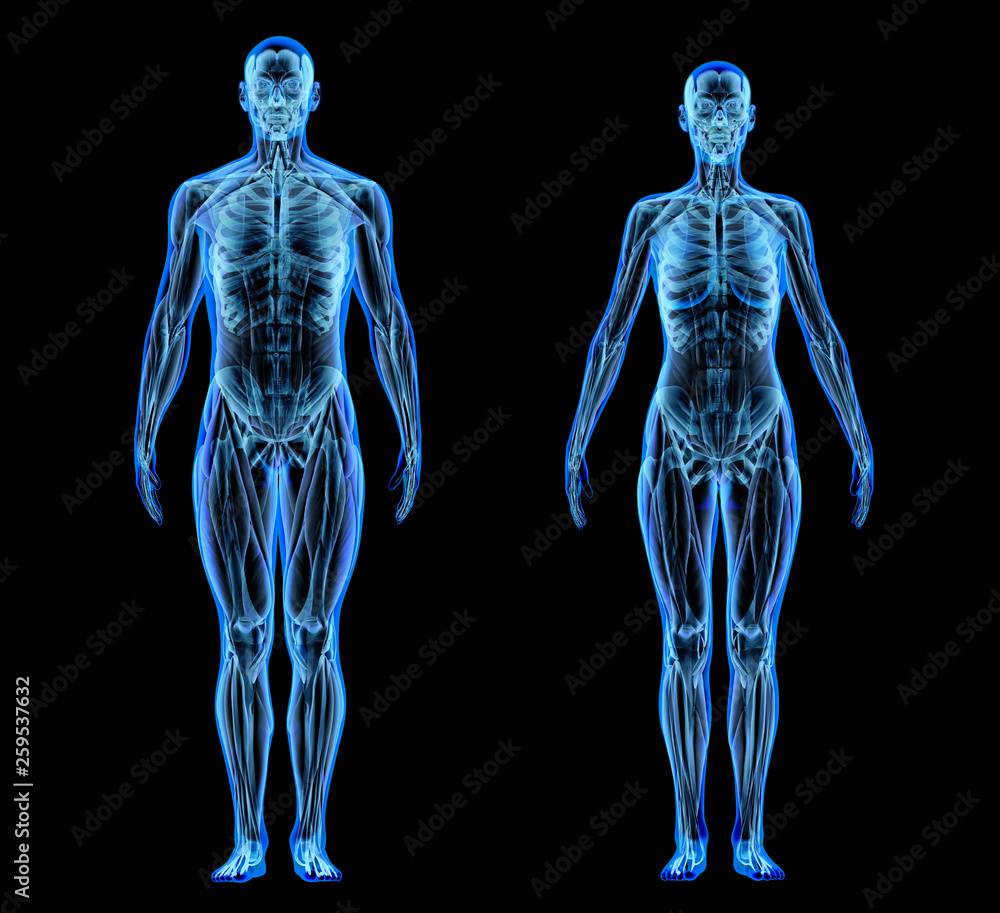 Man and woman muscle and skeletal systems. X-ray. - obrazy, fototapety, plakaty 