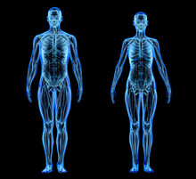 Man And Woman Muscle And Skeletal Systems. X-ray.