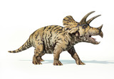 Fototapeta  - Triceratops 3d rendering On white background