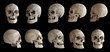 Human anatomy. Human skull. Collection of rotations of the skull. Skull at different angles. I