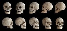 Human Anatomy. Human Skull. Collection Of Rotations Of The Skull. Skull At Different Angles. I