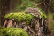 © Alexandr Vasilyev - Hedgehog on stump